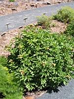 Paeonia officinalis subsp Officinalis, fam. Paeoniacees, Europe (3) (Photo F. Mrugala)